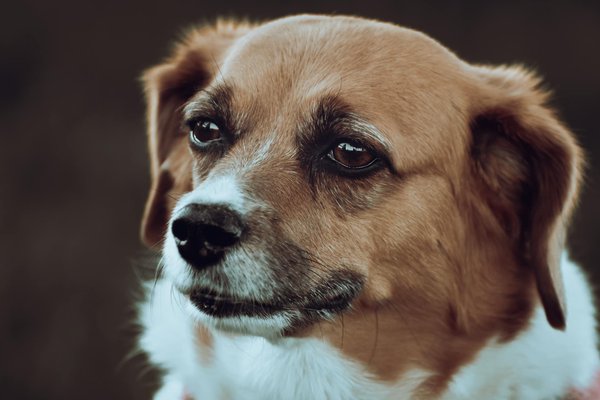Was sollte ich über die Ernährung von Welpen wissen?